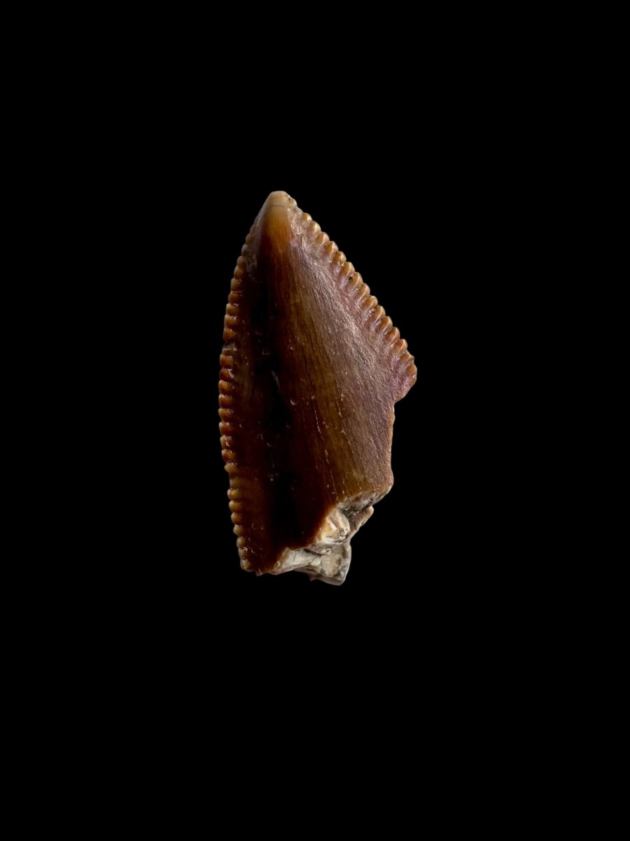 0.71" Partial Majungasaurus tooth, Rare theropod dinosaur fossil tooth - FossilsAndMore