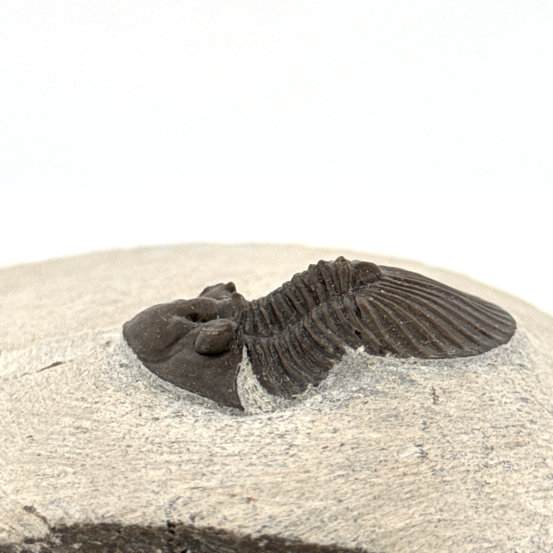 Scutellum sp. Trilobiet op Matrix uit Devoon, Marokko (1.32 inch)