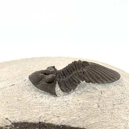 Scutellum sp. Trilobiet op Matrix uit Devoon, Marokko (1.32 inch)
