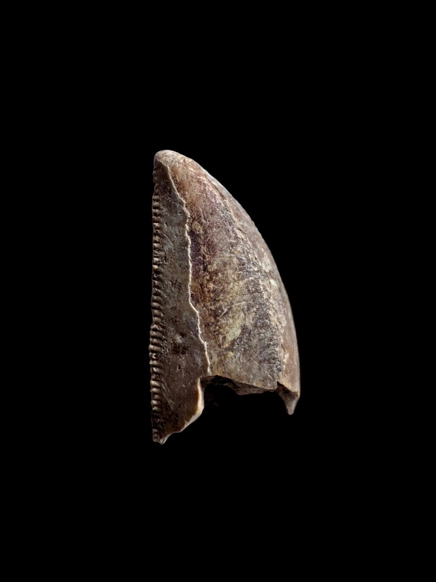 0.73" Majungasaurus tooth, Rare theropod dinosaur fossil tooth - FossilsAndMore