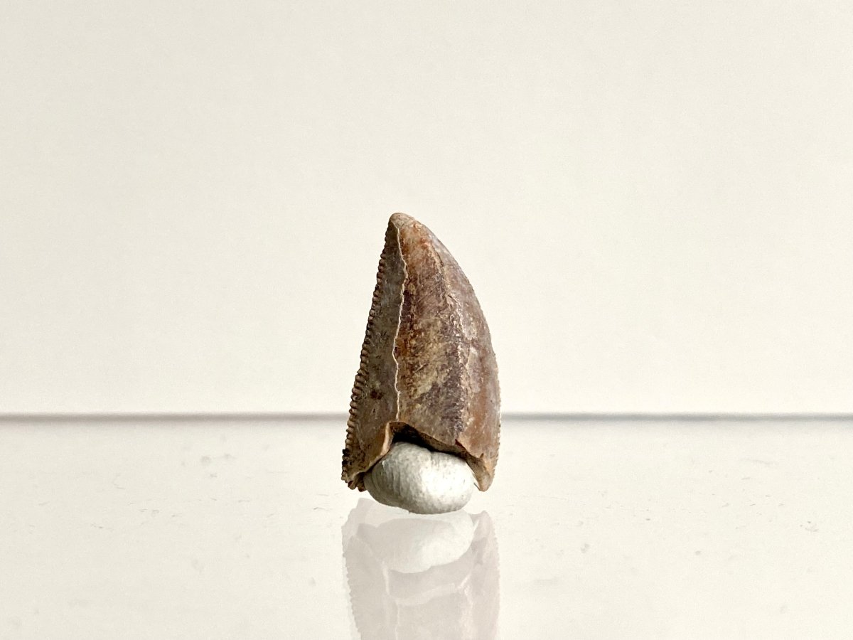 0.73" Majungasaurus tooth, Rare theropod dinosaur fossil tooth - FossilsAndMore