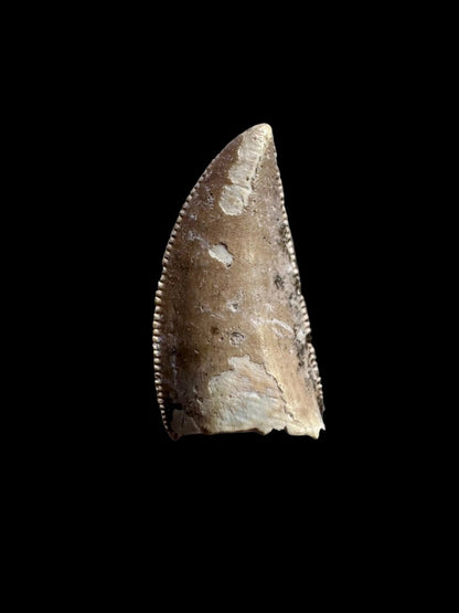 0.73" Majungasaurus tooth, Rare theropod dinosaur fossil tooth - FossilsAndMore
