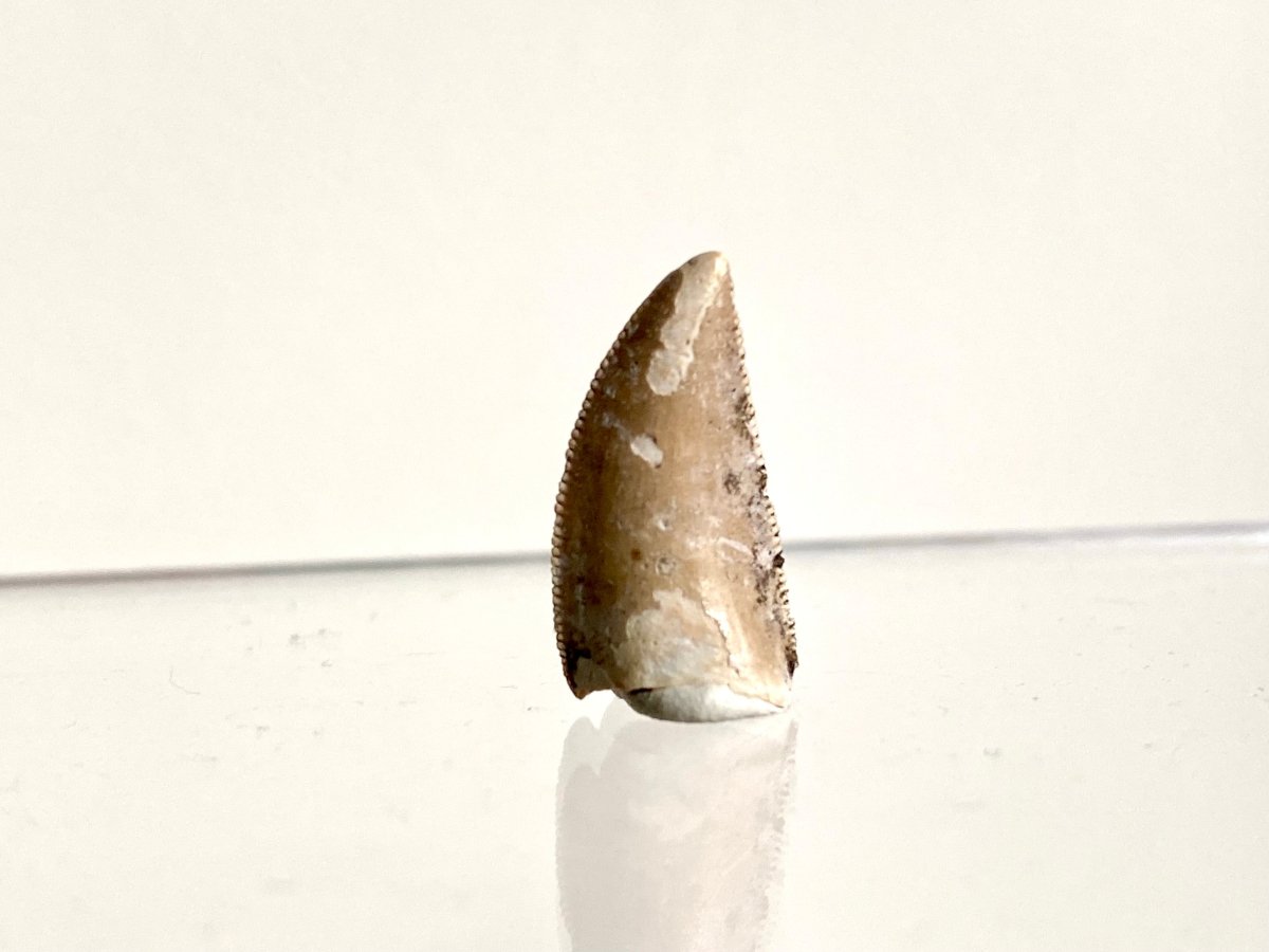 0.73" Majungasaurus tooth, Rare theropod dinosaur fossil tooth - FossilsAndMore