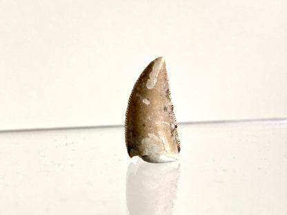0.73" Majungasaurus tooth, Rare theropod dinosaur fossil tooth - FossilsAndMore