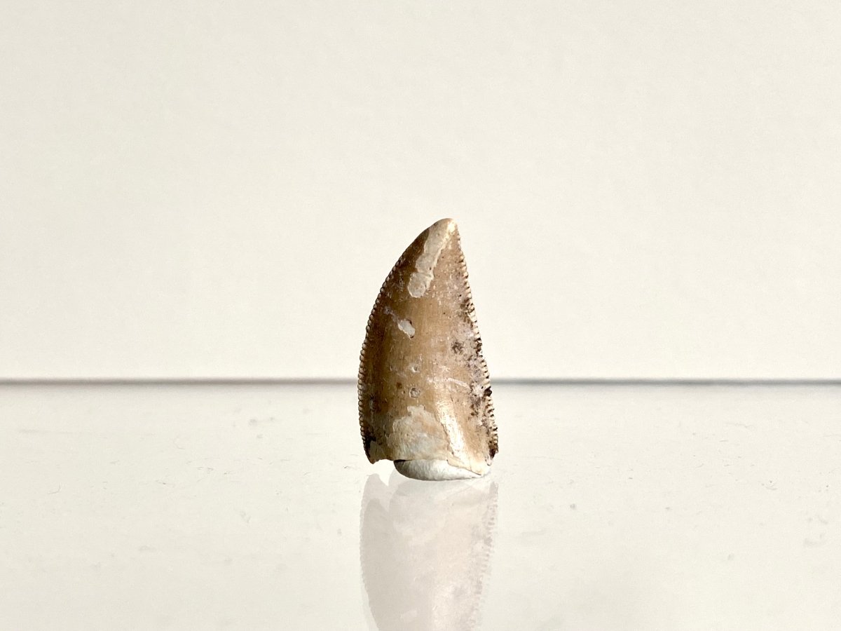 0.73" Majungasaurus tooth, Rare theropod dinosaur fossil tooth - FossilsAndMore