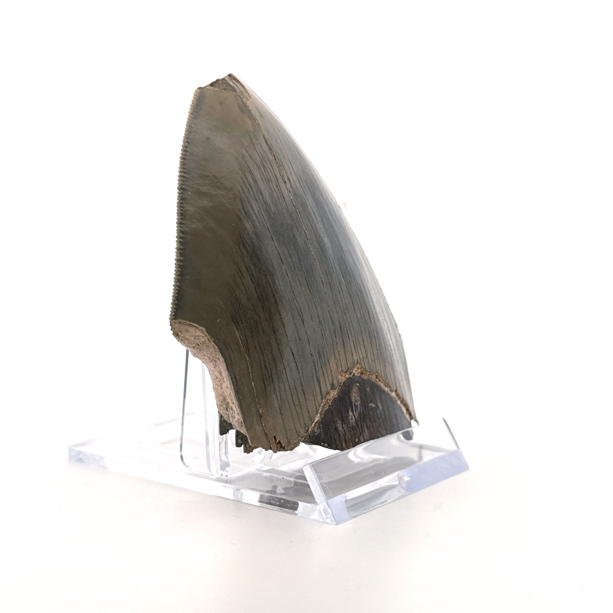 Megalodon Tandfragment uit Indonesië | 3,18 inch