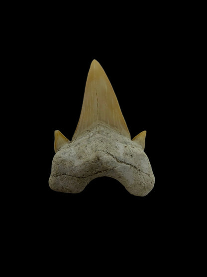 Otodus obliquus fossiele haaientand uit het Eoceen, Marokko | 1,64 inch