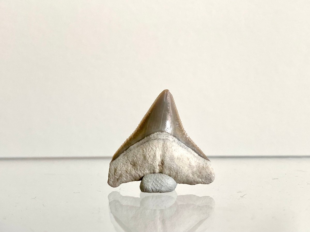 0.91" Bone Valley Bull shark fossil tooth - FossilsAndMore