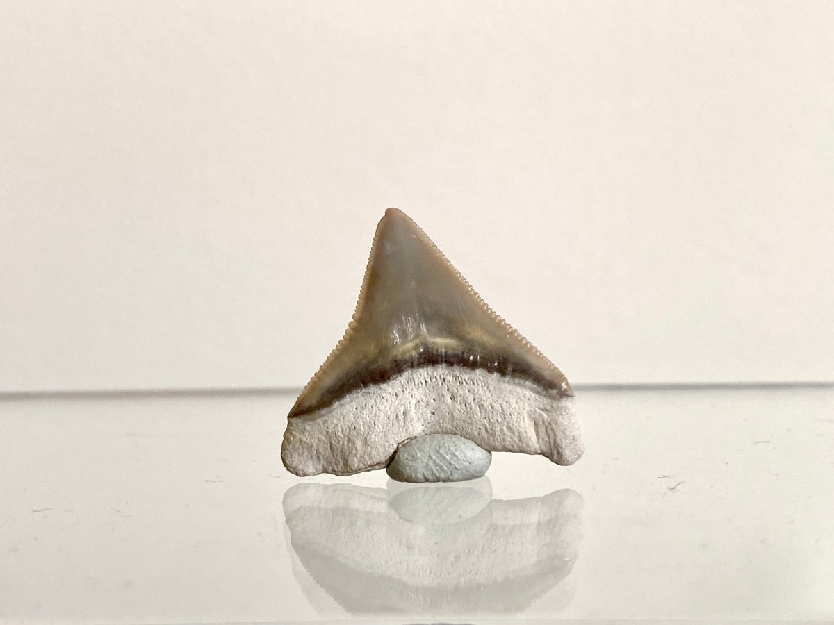 0.91" Bone Valley Bull shark fossil tooth - FossilsAndMore