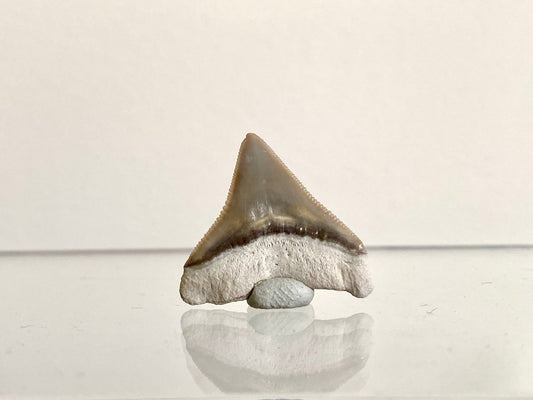 0.91" Bone Valley Bull shark fossil tooth - FossilsAndMore