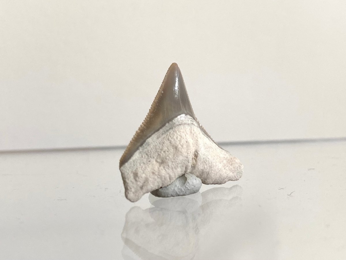 0.91" Bone Valley Bull shark fossil tooth - FossilsAndMore
