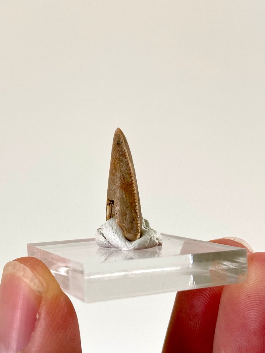 0.94" Majungasaurus tooth, Rare theropod dinosaur fossil tooth - FossilsAndMore
