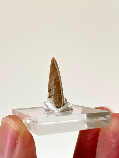 0.94" Majungasaurus tooth, Rare theropod dinosaur fossil tooth - FossilsAndMore