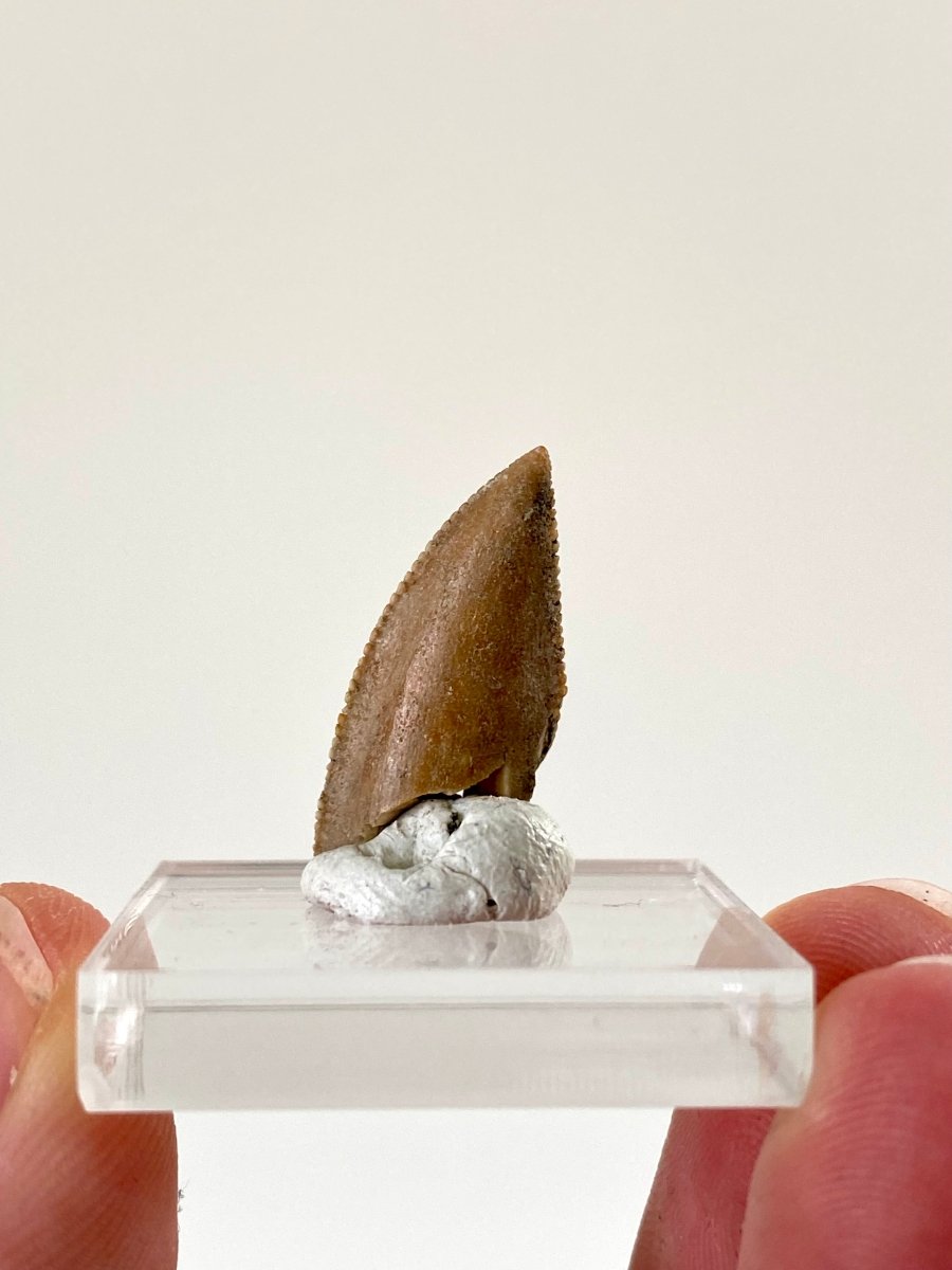 0.94" Majungasaurus tooth, Rare theropod dinosaur fossil tooth - FossilsAndMore