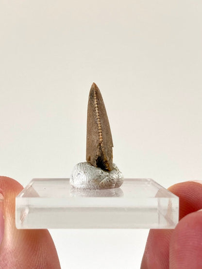 0.94" Majungasaurus tooth, Rare theropod dinosaur fossil tooth - FossilsAndMore