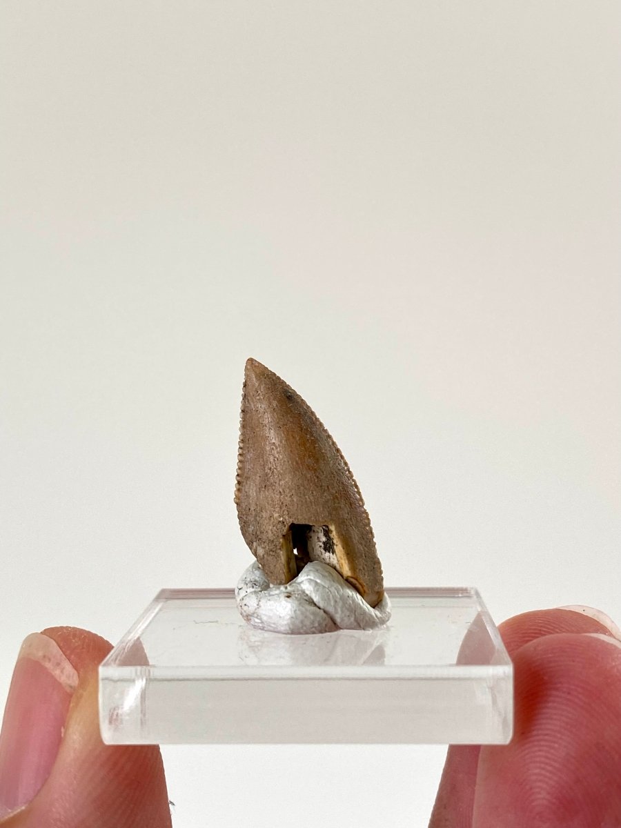 0.94" Majungasaurus tooth, Rare theropod dinosaur fossil tooth - FossilsAndMore