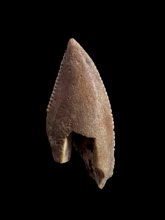 0.94" Majungasaurus tooth, Rare theropod dinosaur fossil tooth - FossilsAndMore