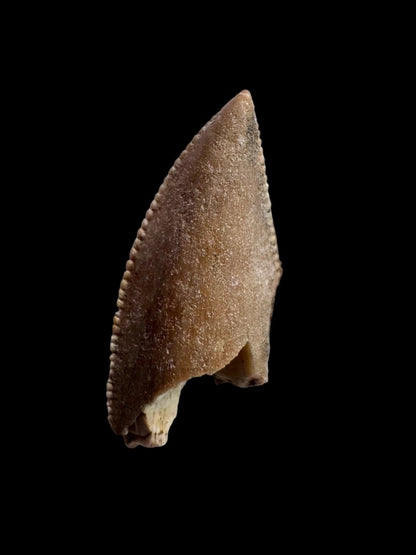 0.94" Majungasaurus tooth, Rare theropod dinosaur fossil tooth - FossilsAndMore