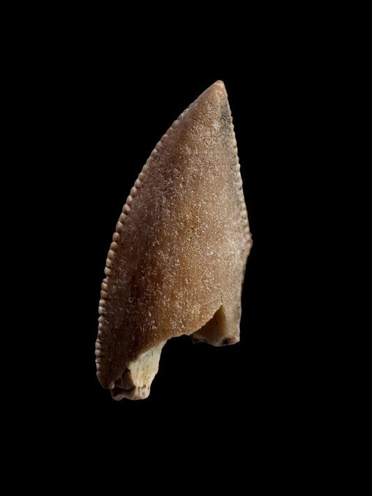 0.94" Majungasaurus tooth, Rare theropod dinosaur fossil tooth - FossilsAndMore