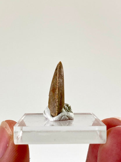 0.94" Majungasaurus tooth, Rare theropod dinosaur fossil tooth - FossilsAndMore