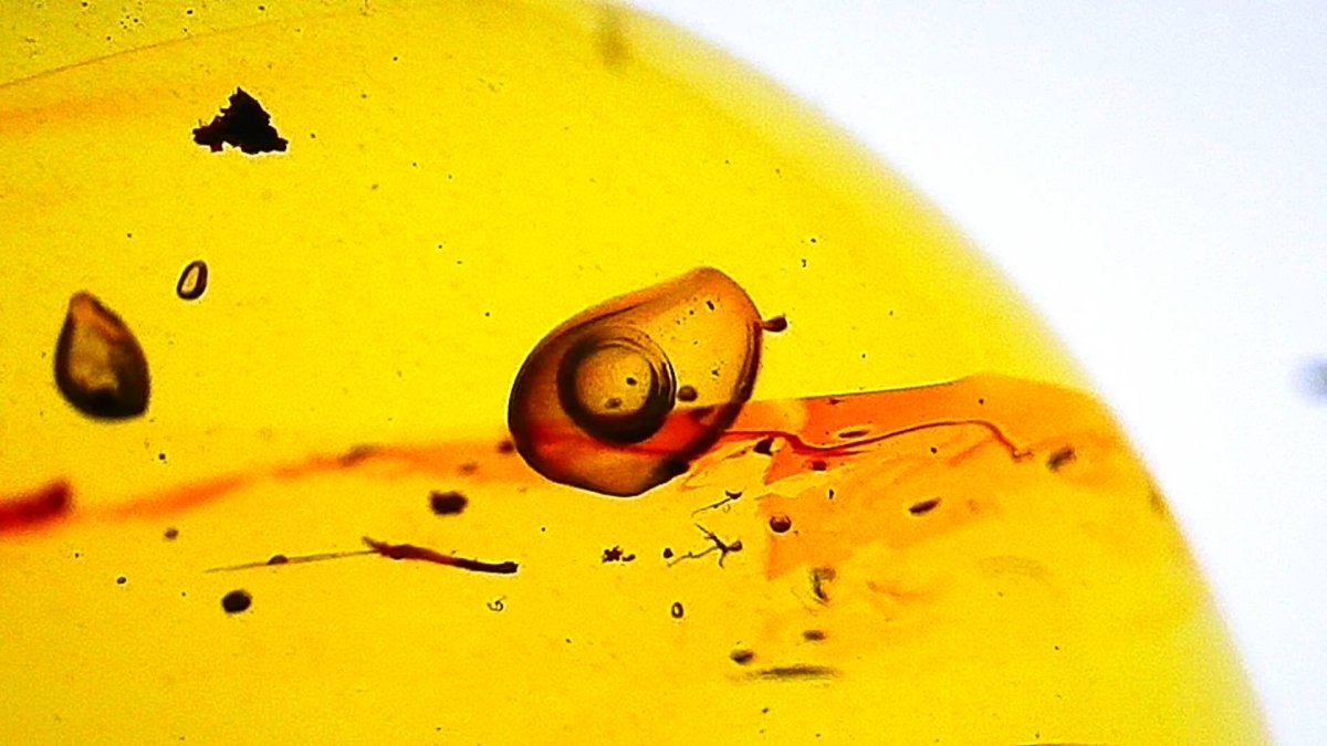 0.96" Burmese Amber fossil with an Enhydro Active water bubble (Burmite amber) - FossilsAndMore
