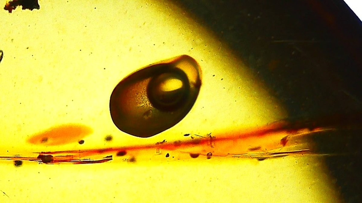 0.96" Burmese Amber fossil with an Enhydro Active water bubble (Burmite amber) - FossilsAndMore