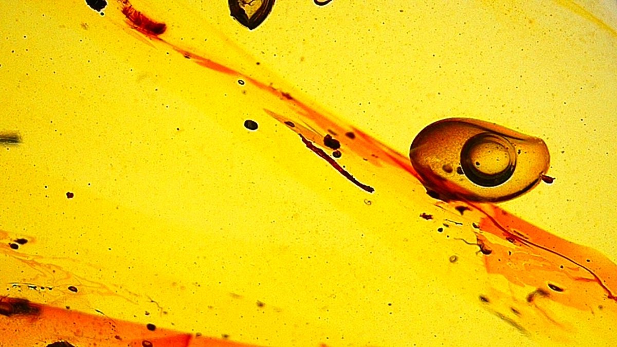 0.96" Burmese Amber fossil with an Enhydro Active water bubble (Burmite amber) - FossilsAndMore
