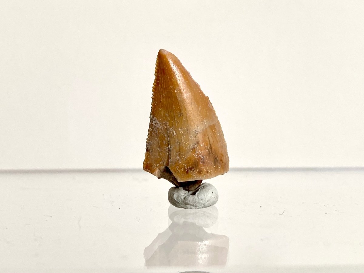 0.97" Large Majungasaurus tooth, Rare theropod dinosaur fossil tooth - FossilsAndMore