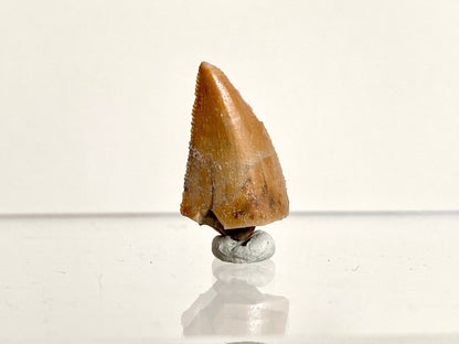 0.97" Large Majungasaurus tooth, Rare theropod dinosaur fossil tooth - FossilsAndMore