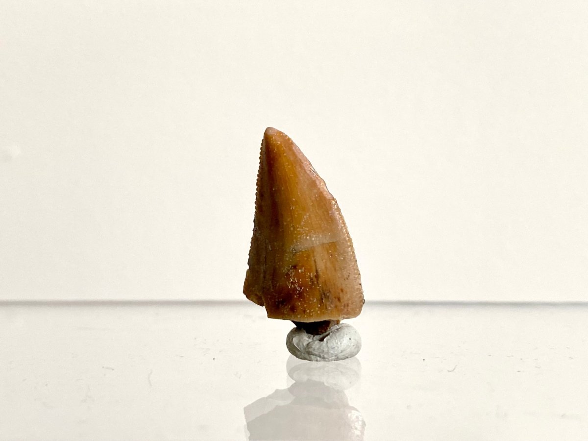 0.97" Large Majungasaurus tooth, Rare theropod dinosaur fossil tooth - FossilsAndMore