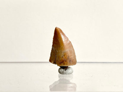 0.97" Large Majungasaurus tooth, Rare theropod dinosaur fossil tooth - FossilsAndMore