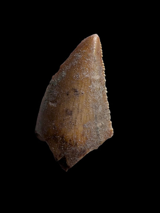 0.97" Large Majungasaurus tooth, Rare theropod dinosaur fossil tooth - FossilsAndMore