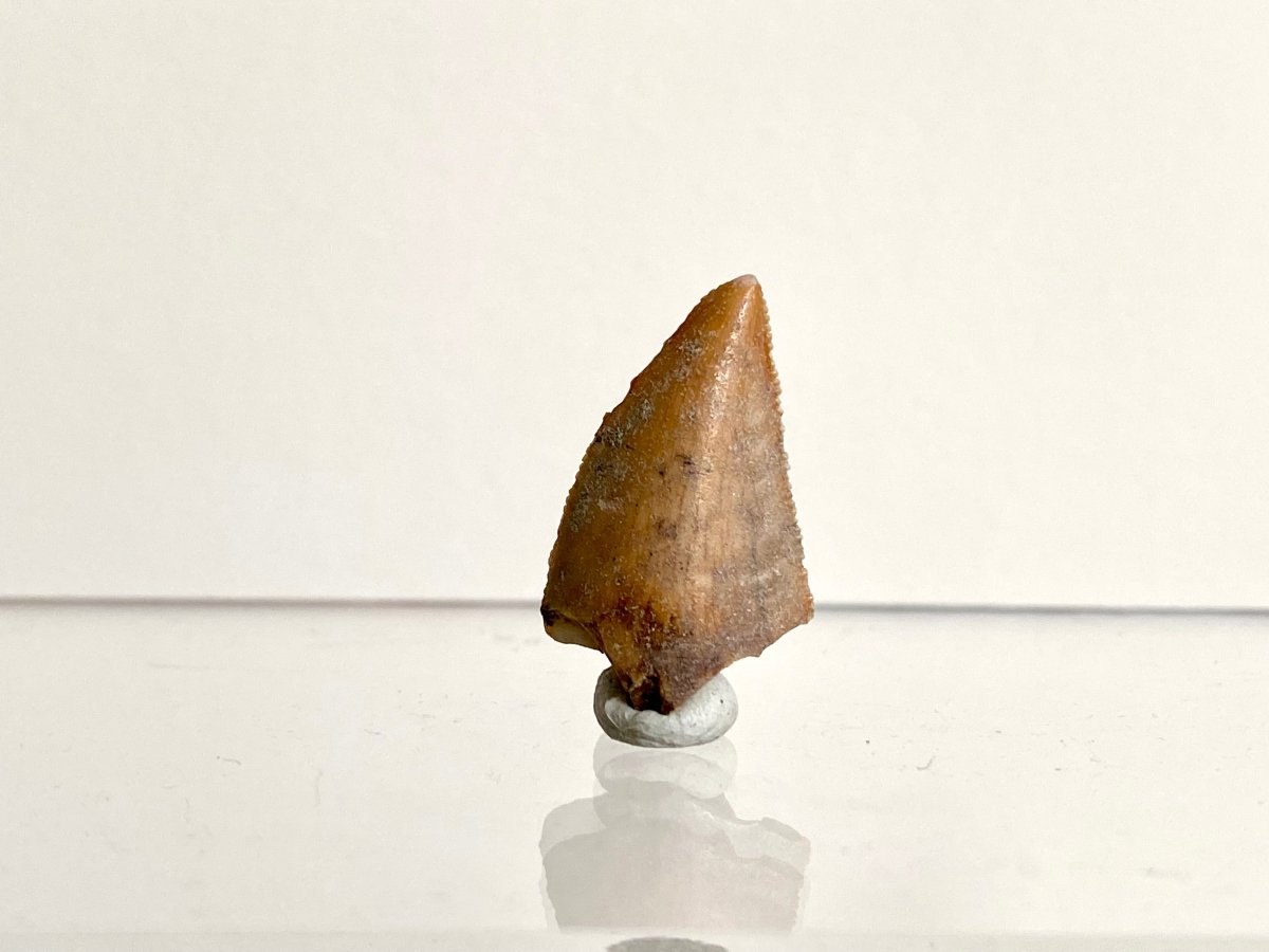 0.97" Large Majungasaurus tooth, Rare theropod dinosaur fossil tooth - FossilsAndMore