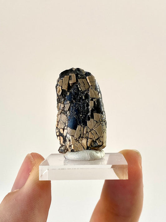 Afrovenator abakensis fossil dinosaur tooth (1.25") - Jurassic, Niger