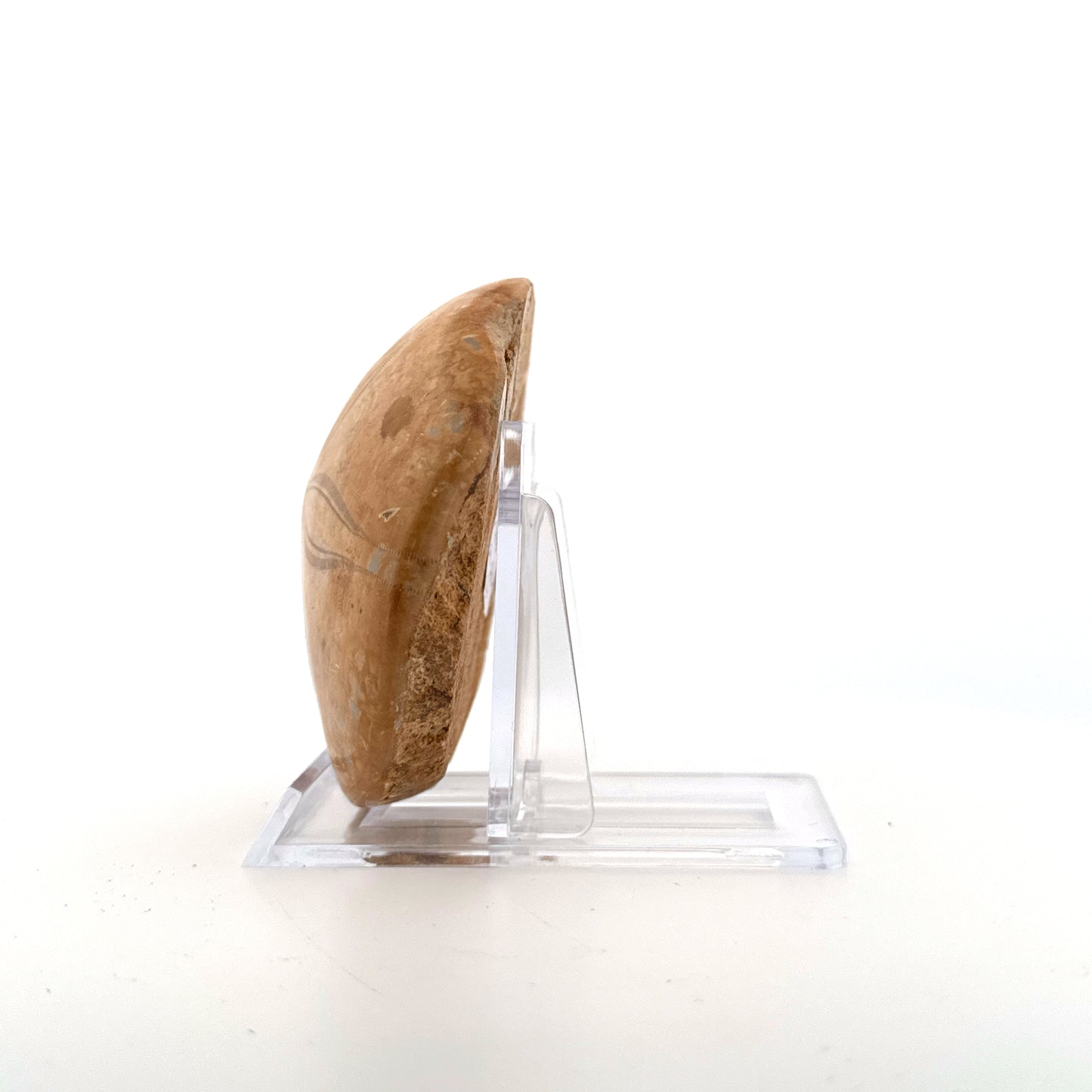 Pygurus Marmonti, zee-egel uit het Jura, Madagaskar (2.81 inch)