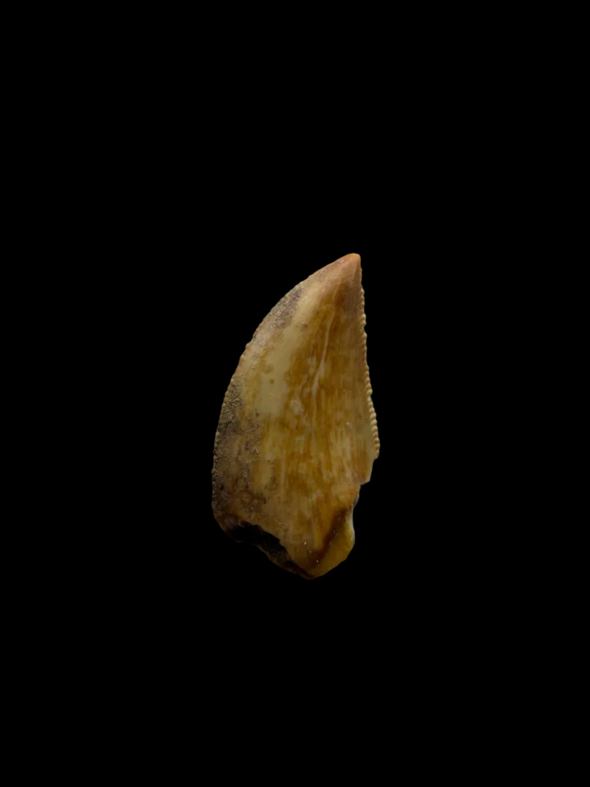 Majungasaurus Dinosaur Tooth from Late Cretaceous, Madagascar (0.82")