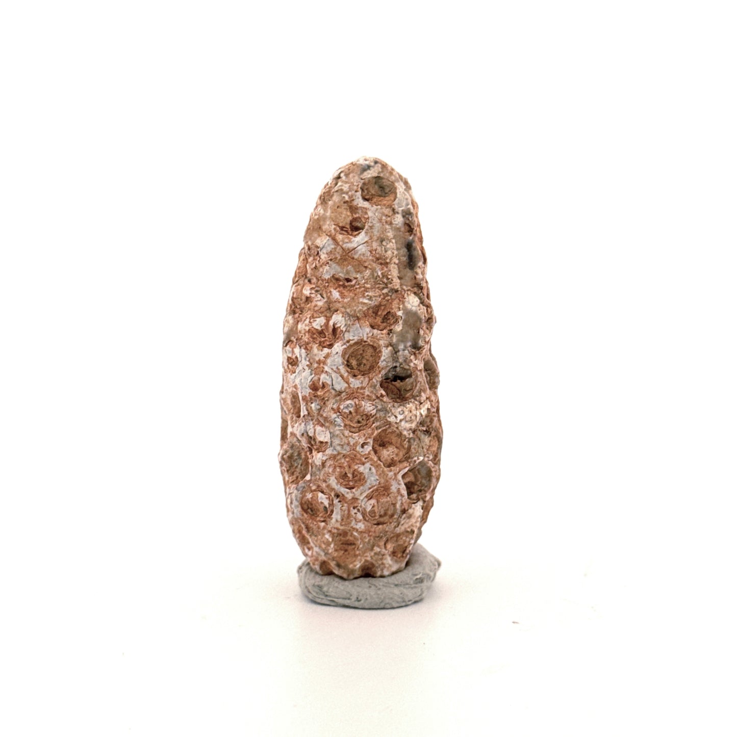 Fossiele Pijnappel, Equicalastrobus chinlea (1.92 inch) - Eoceen plantenfossiel uit Marokko
