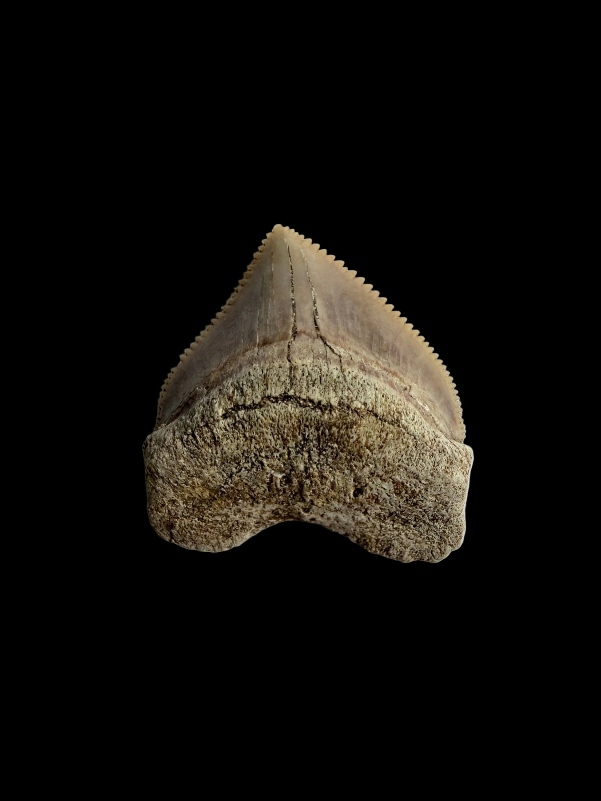 Squalicorax pristodontus shark tooth fossil from Morocco | 1.08"