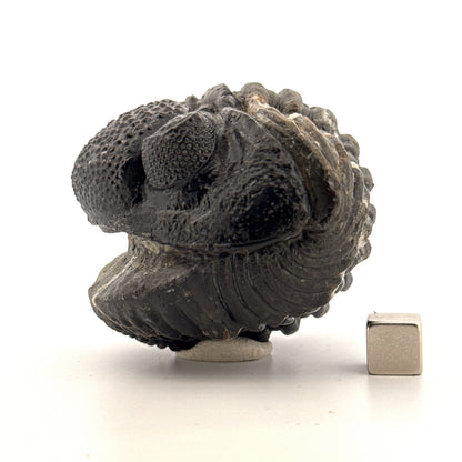 Opgedrukte Drotops megalomanicus trilobiet fossiel uit Marokko | 11,7 cm