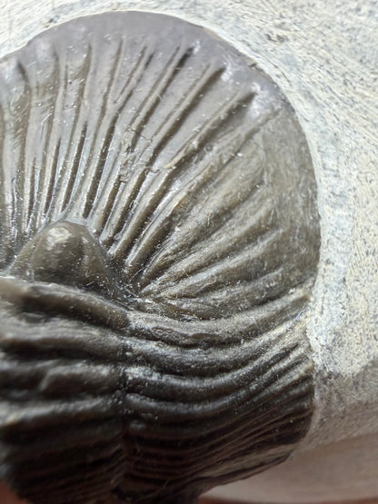 Scutellum sp. Trilobiet op Matrix uit Devoon, Marokko (1.45 inch)