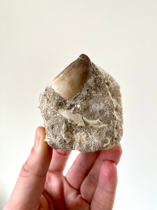 Mosasaurus fossil tooth (1.30") on Matrix - Cretaceous, Morocco