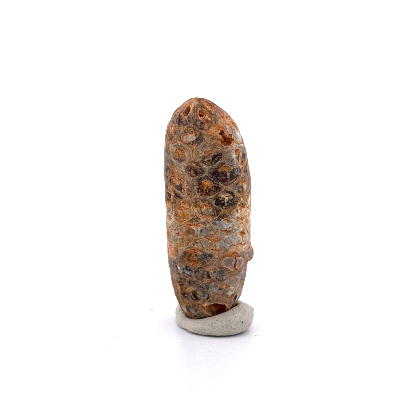 Fossiele Pijnappel, Equicalastrobus chinlea (1.80 inch) - Eoceen plantenfossiel uit Marokko