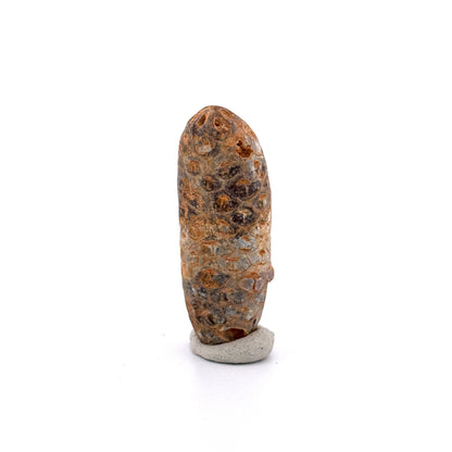 Fossiele Pijnappel, Equicalastrobus chinlea (1.80 inch) - Eoceen plantenfossiel uit Marokko