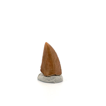 Majungasaurus Dinosaur Tooth from Late Cretaceous, Madagascar (0.70")
