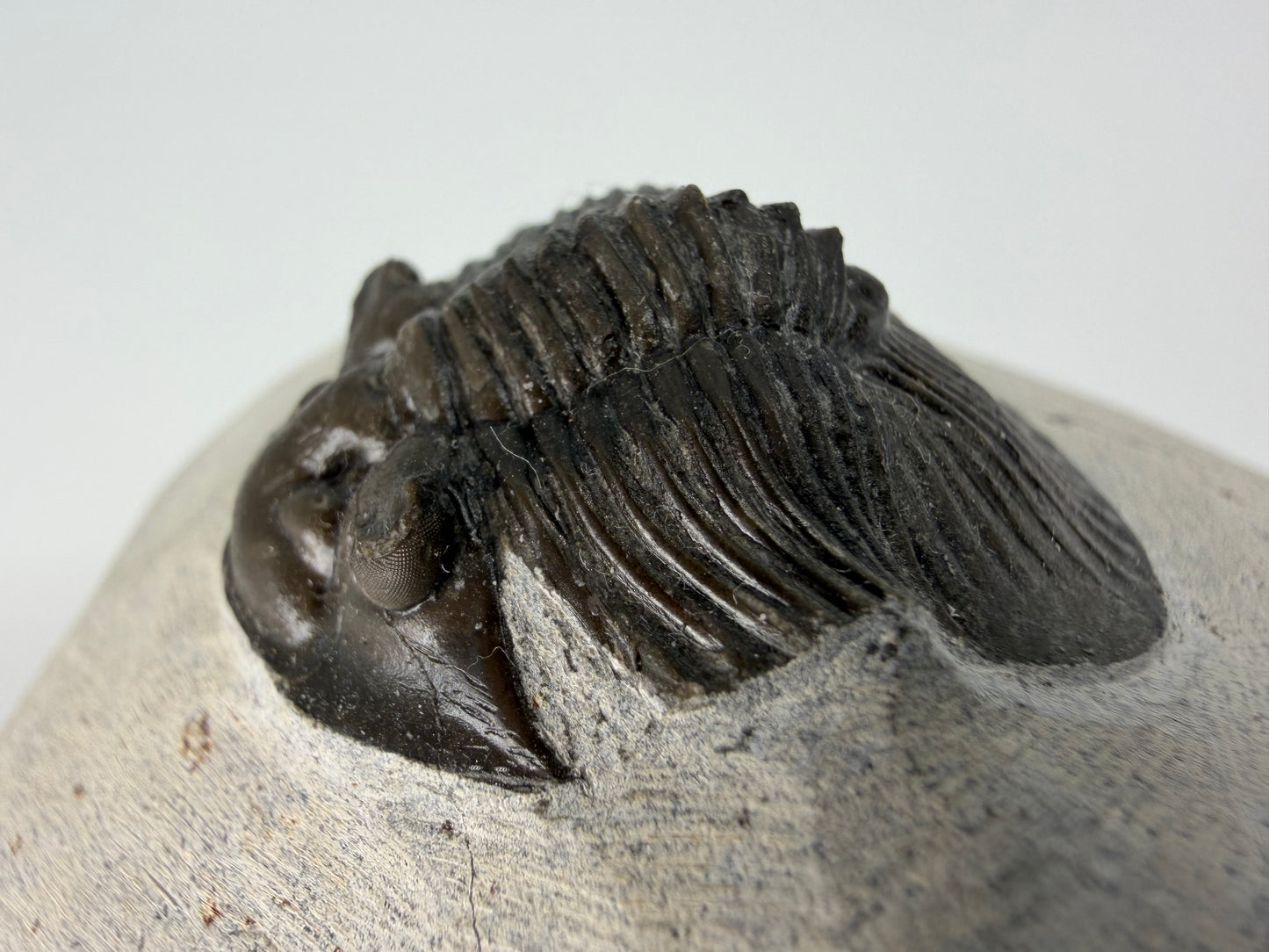 Scutellum sp. Trilobiet op Matrix uit Devoon, Marokko (1.45 inch)