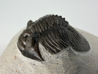 Scutellum sp. Trilobiet op Matrix uit Devoon, Marokko (1.45 inch)