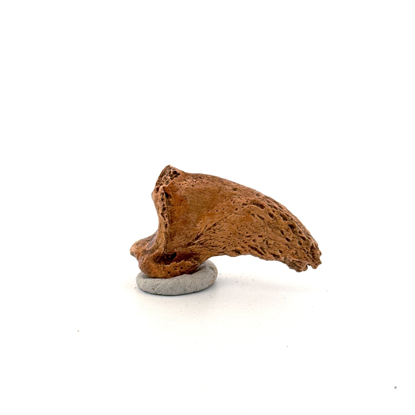 Holenbeer klauw (Ursus spelaeus), distale falanx fossiel (1.52 inch) uit Pleistoceen, Roemenië