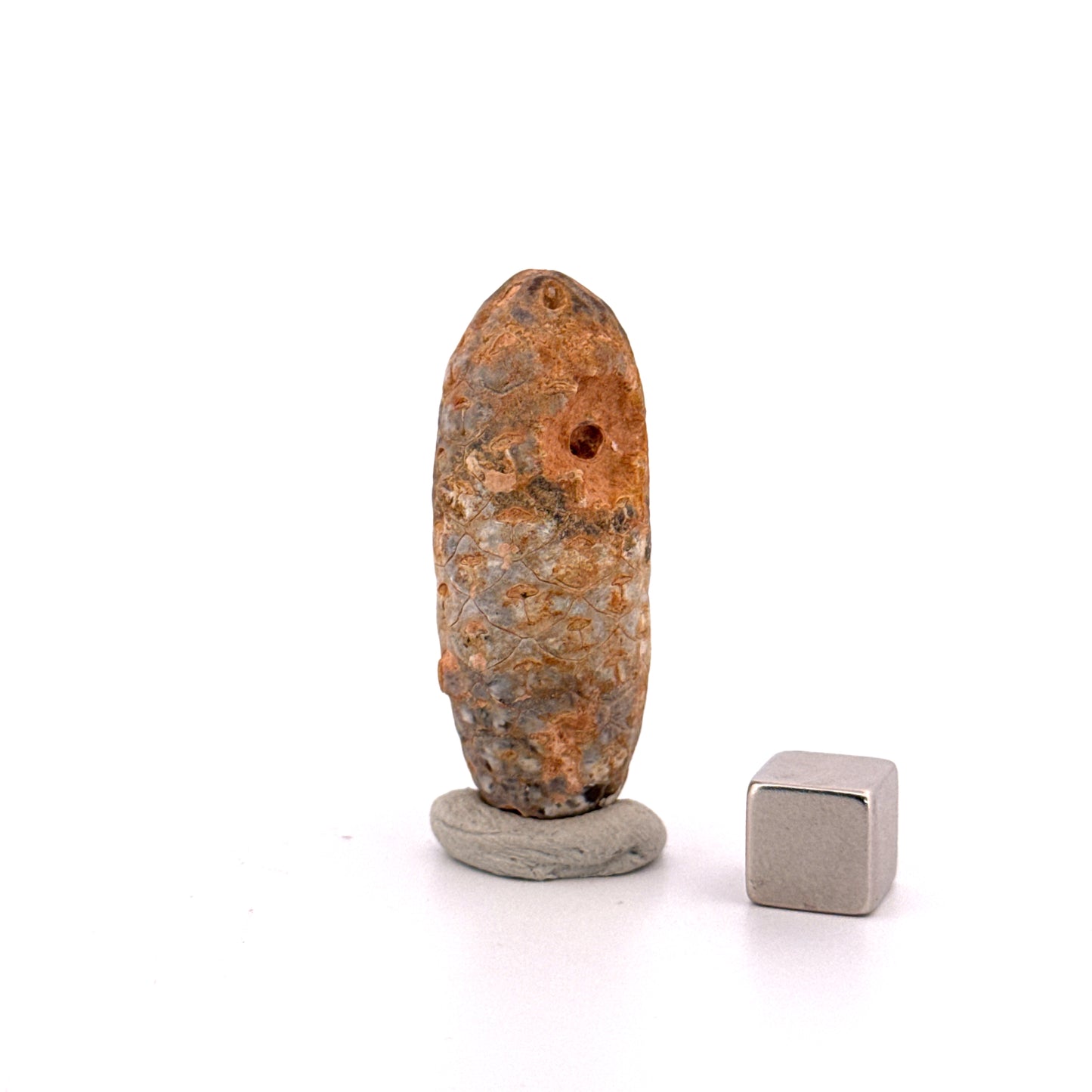 Fossiele Pijnappel, Equicalastrobus chinlea (1.80 inch) - Eoceen plantenfossiel uit Marokko