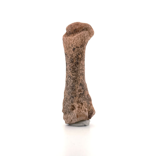 Holenbeer (Ursus spelaeus) Middenhandsbeen uit Pleistoceen, Roemenië | 3,17 inch