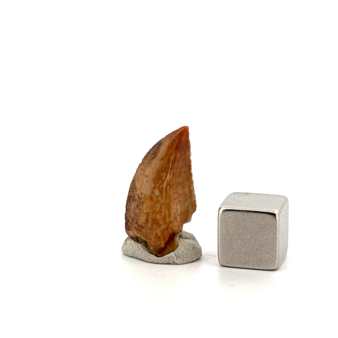Majungasaurus Dinosaur Tooth from Late Cretaceous, Madagascar (0.82")